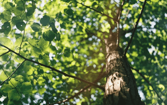 Tree with vibrant green leaves under sunlight.