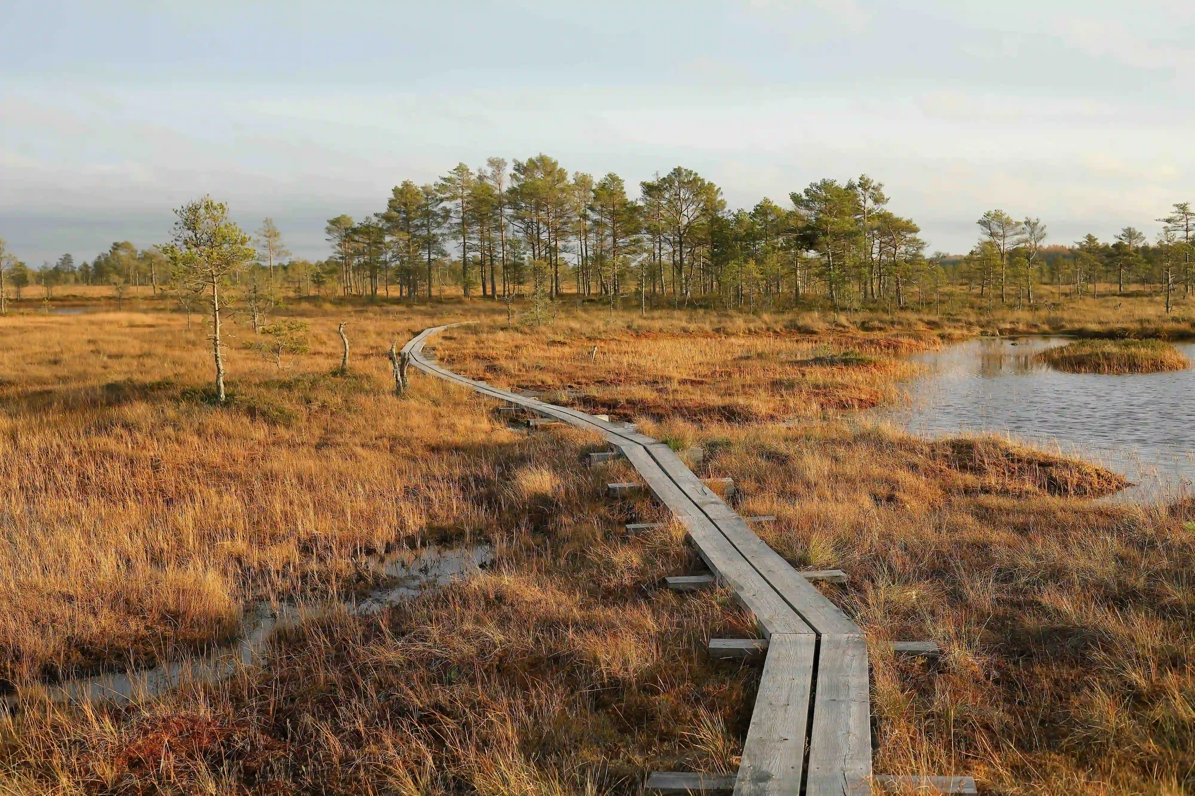 Wooden boardwalk through a bog landscape with lakes and pine forest – symbol of natural carbon sinks and ecosystem protection in CO2 compensation