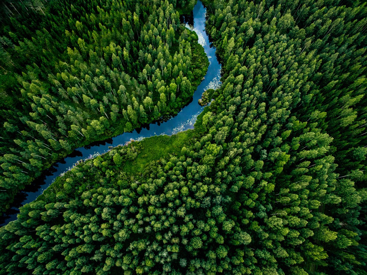 Aerial view of trees in a forest