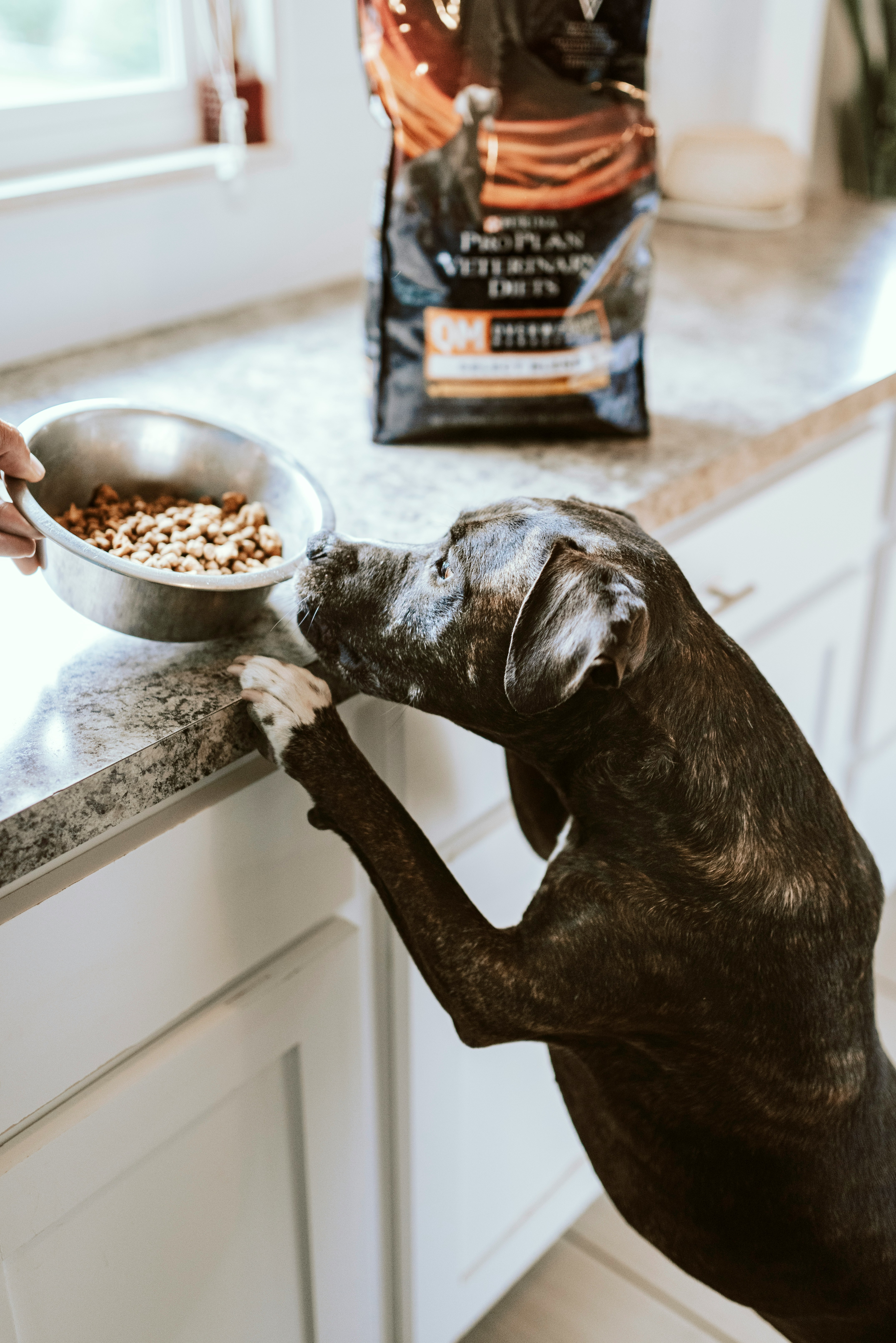 dog leaning on counter to get to food