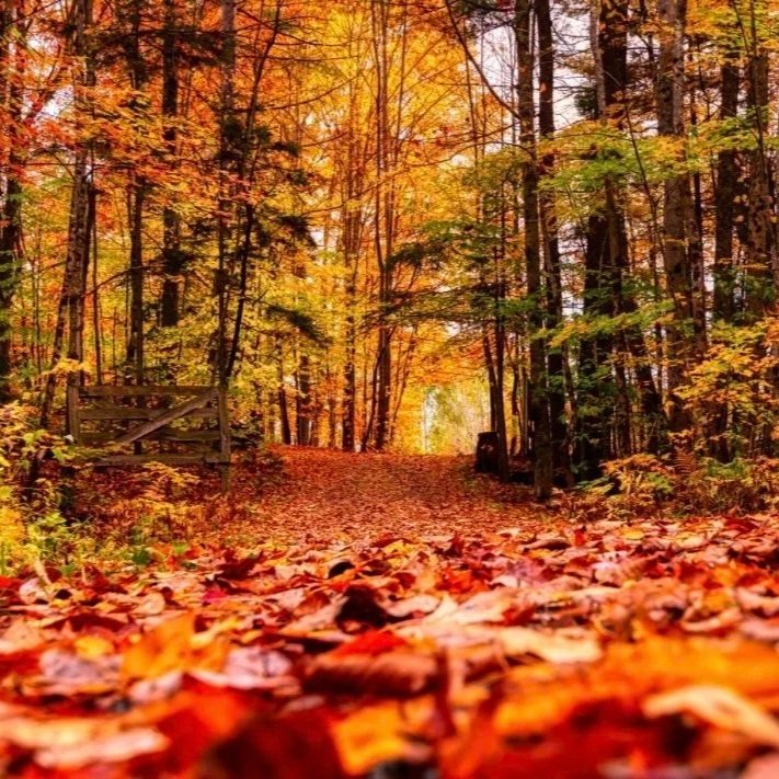 5) Immerse and observe what is happening in nature
