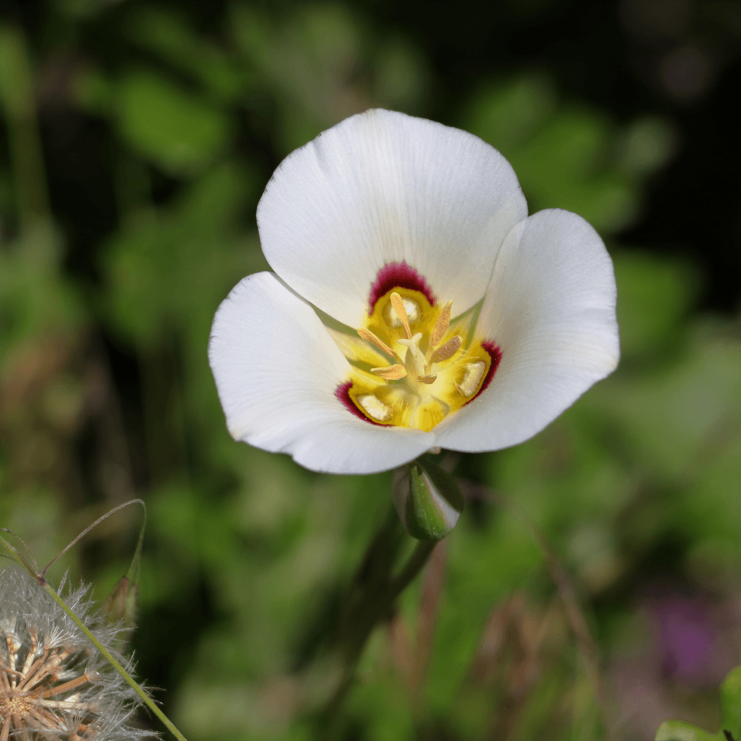 Sego Lily: Utah's Native Flower