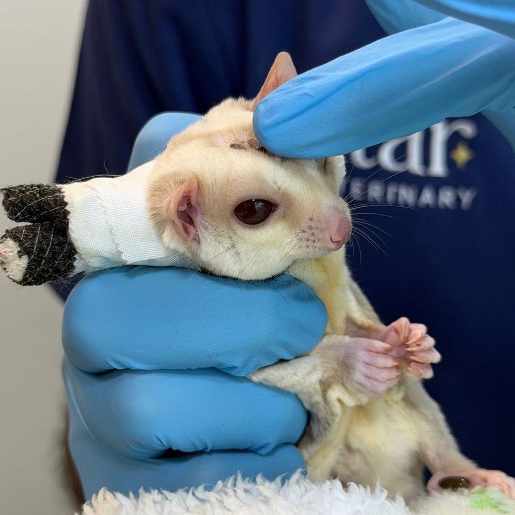 A veterinarian is petting a sugar glider on the head before proceeding with elective castration.