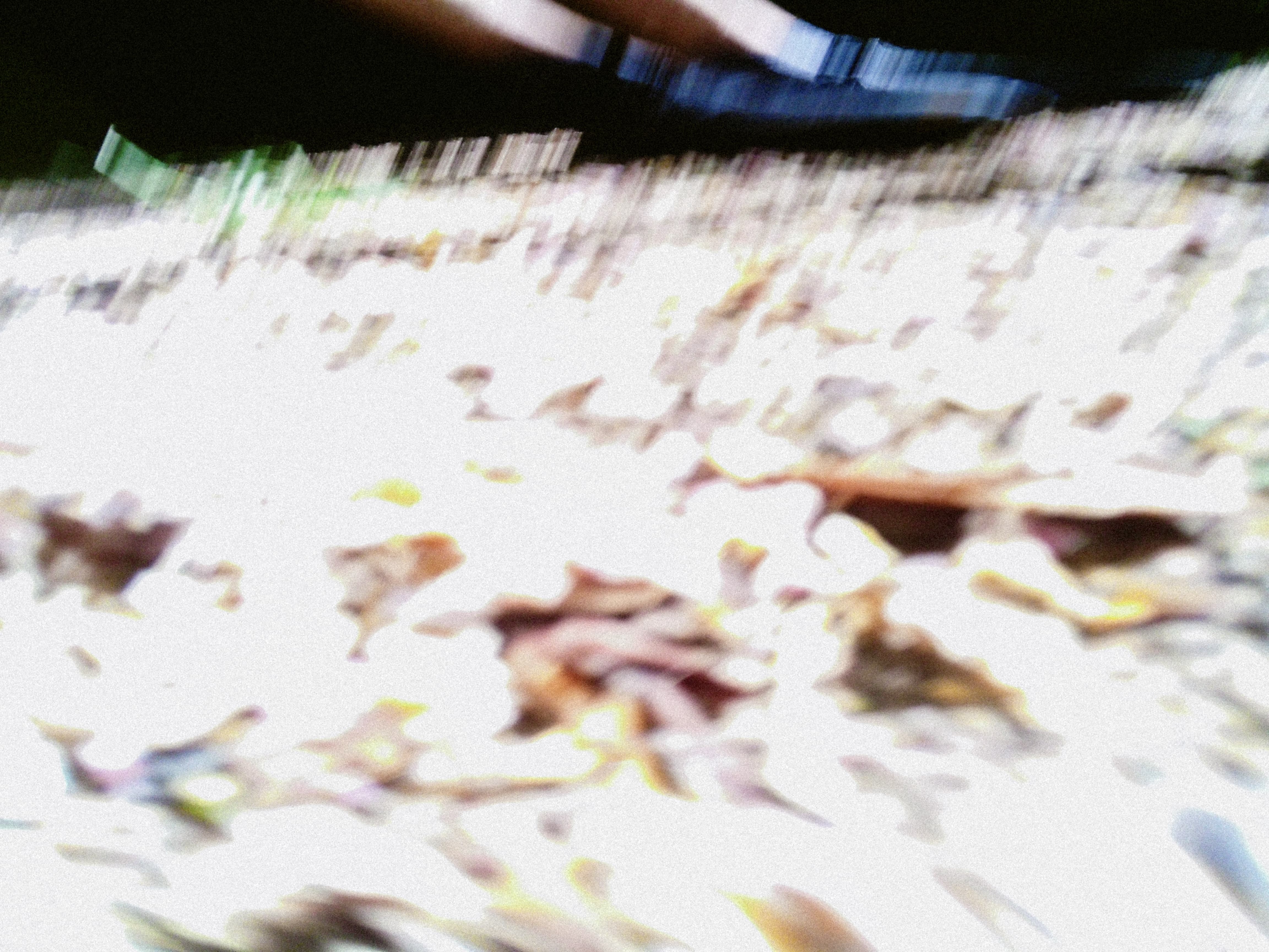 Extreme defocus renders dried leaves and ground debris as soft abstract forms