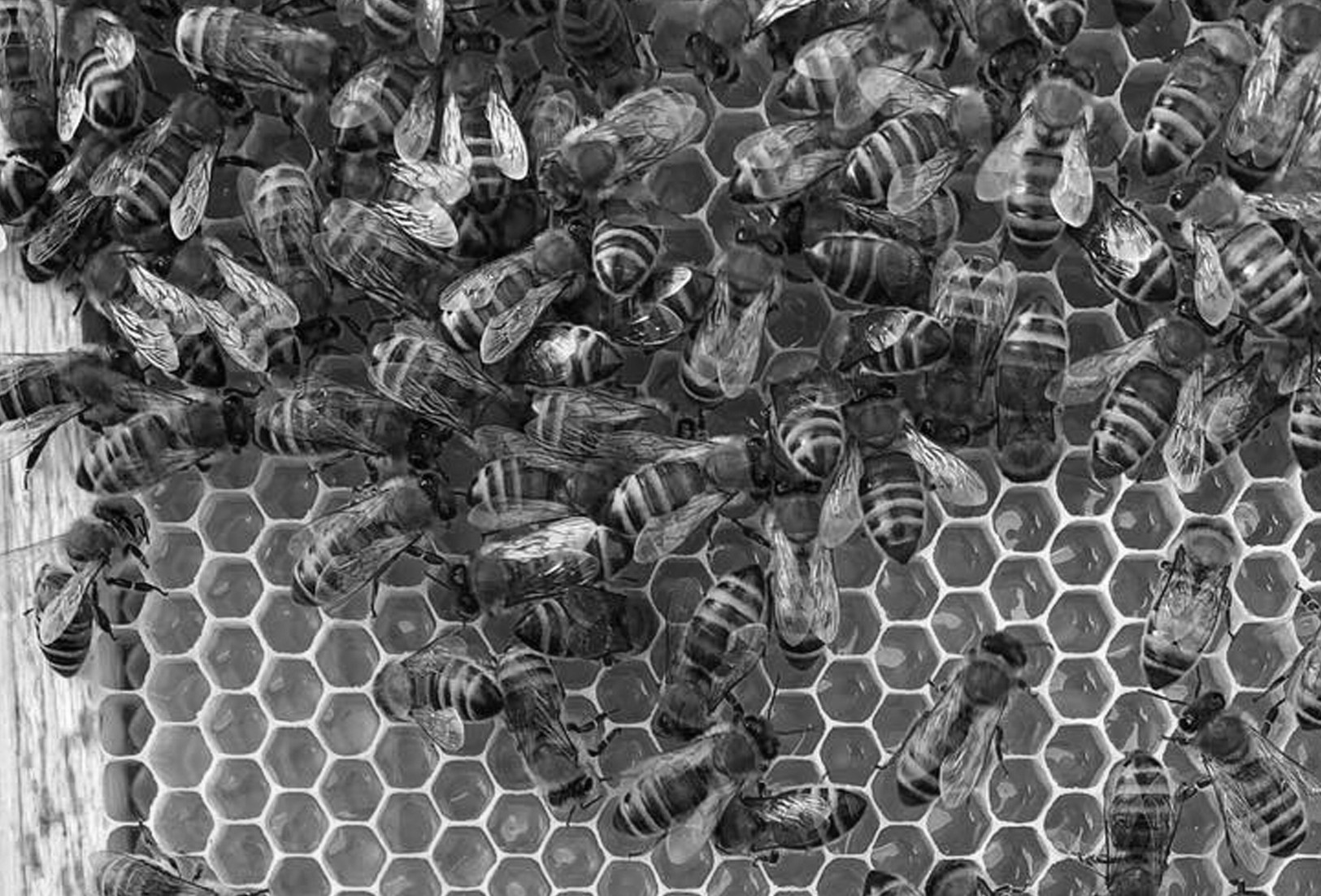 Bees from Olly's Farm producing the best honey which is getting supplied to As One Restaurant Dublin