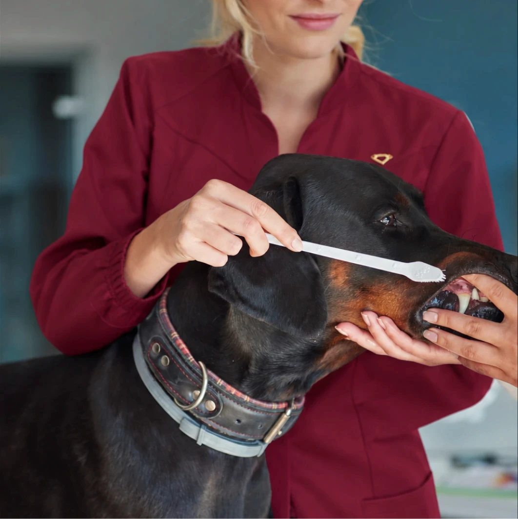 Capa do serviço especialistas veterinários