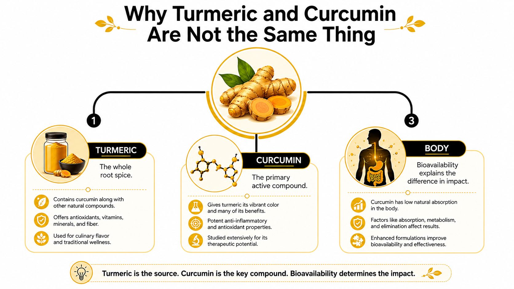 An infographic explaining the differences between turmeric, the whole root spice, and curcumin, its primary active compound.