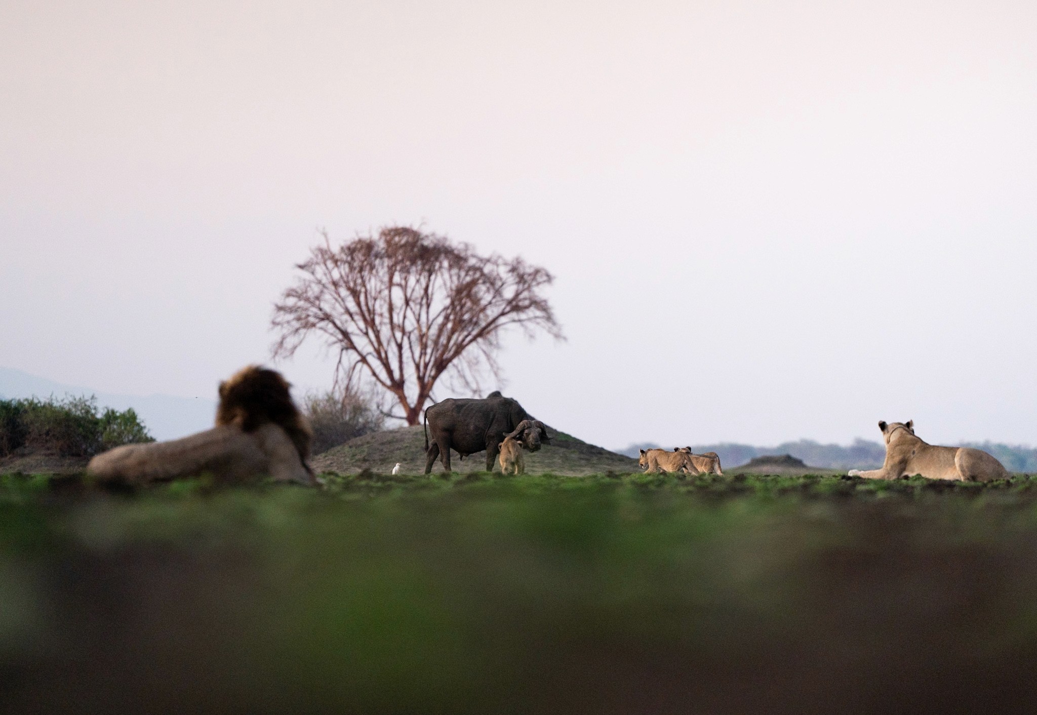 Liwonde National Park elephants on the Shire River