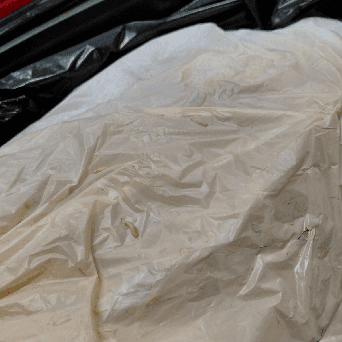 Maggot on rubbish bags inside of a red wheelie bin