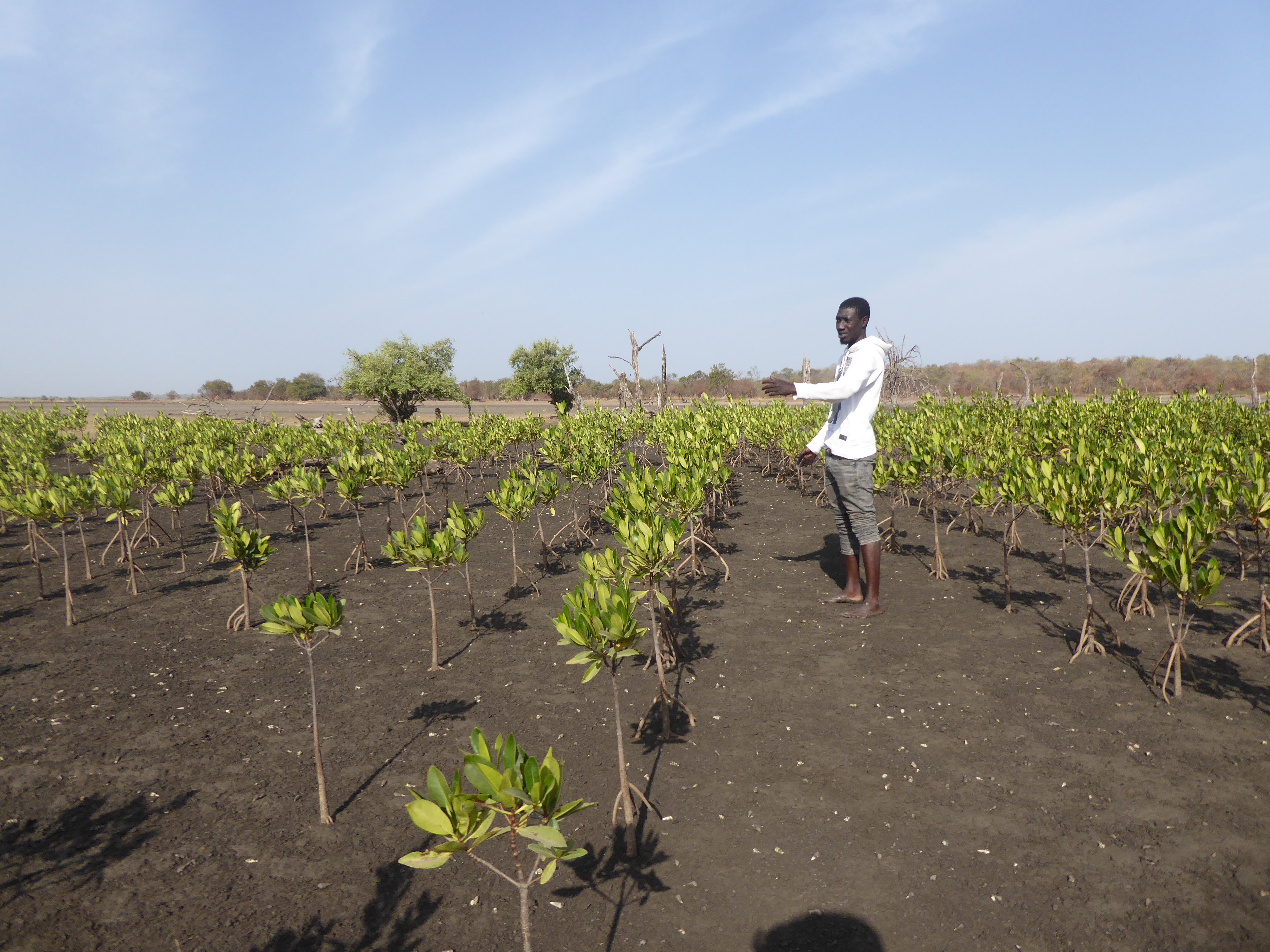 Boat in the mangroves. Photo credit Anthony Ochieng Onyango