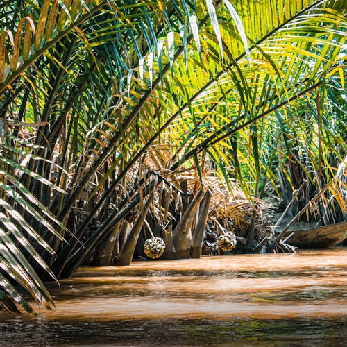 Vegetasi tropis yang lebat dengan daun palem hijau besar menggantung di atas jalur air berlumpur.