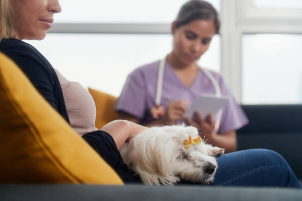 A dog resting after a vet home visit