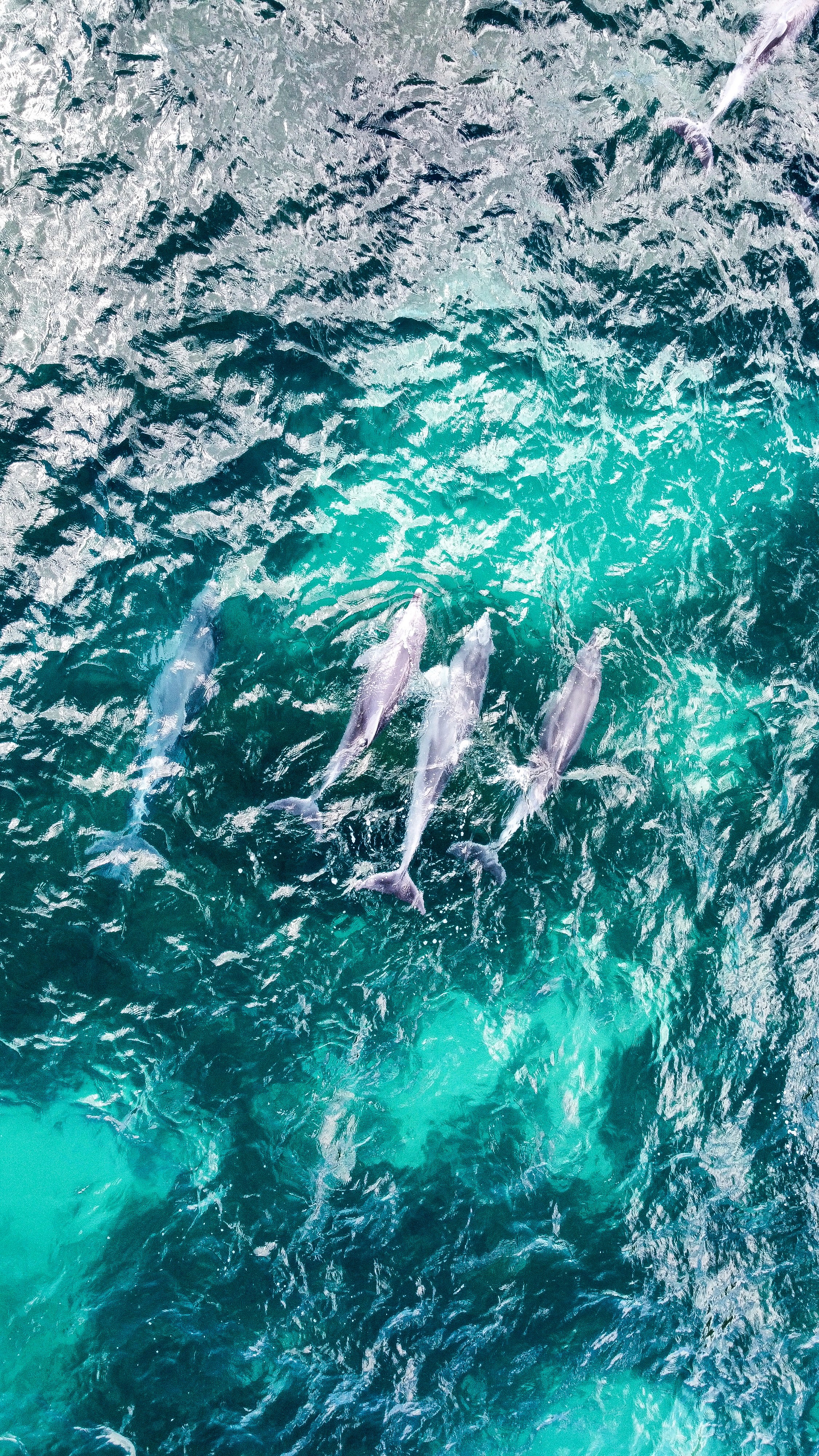 a black female model