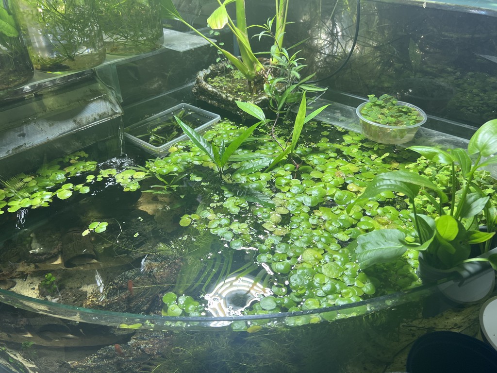 An assortment of surface plants used in fish tank aquariums
