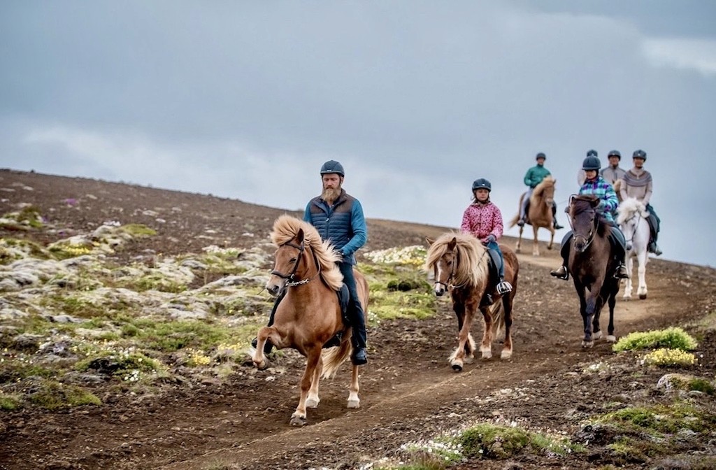 Pferd auf einem Feld