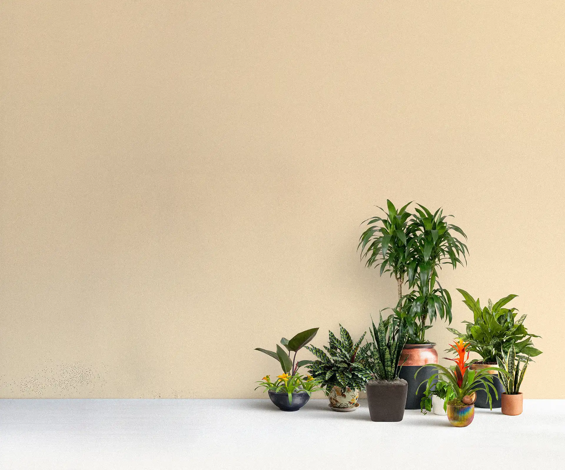 A curated collection of thriving interior office plants in modern black, gold, and copper planters by Treemendous Plantworks.