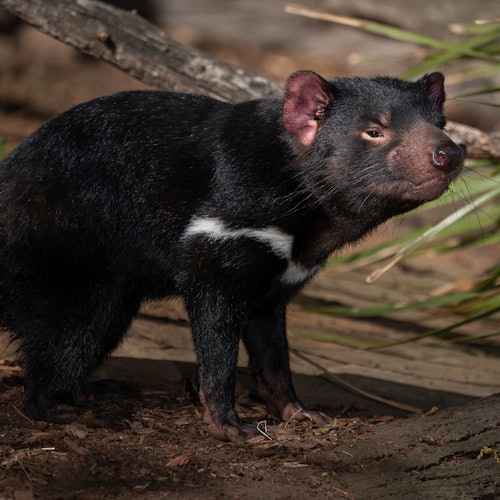 A Tasmanian devil with dark fur and white chest markings stands on the forest floor with plants and a log in the background.