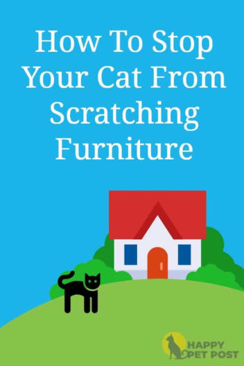 How to stop your cat from scratching furniture