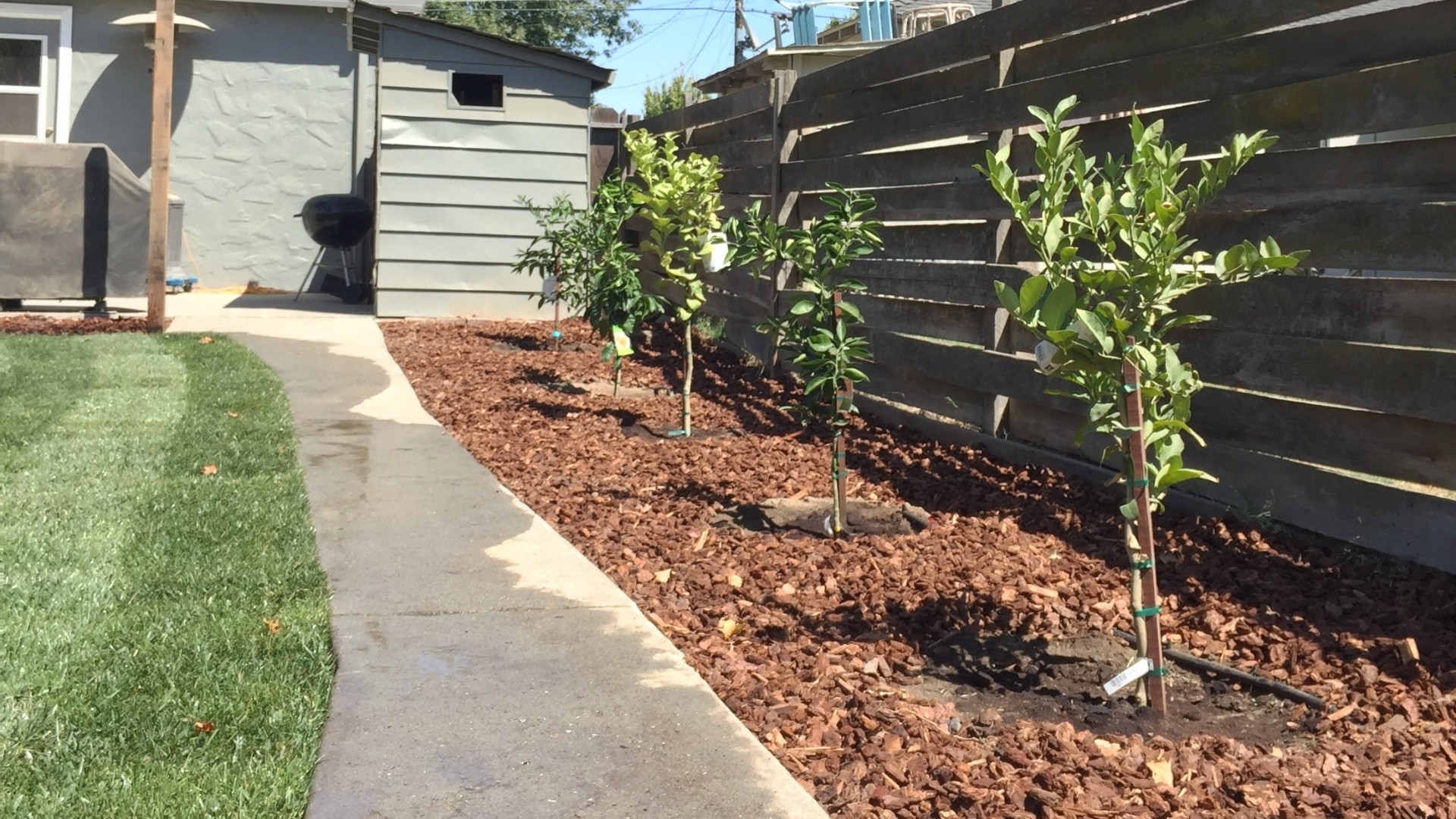 Fruit Trees