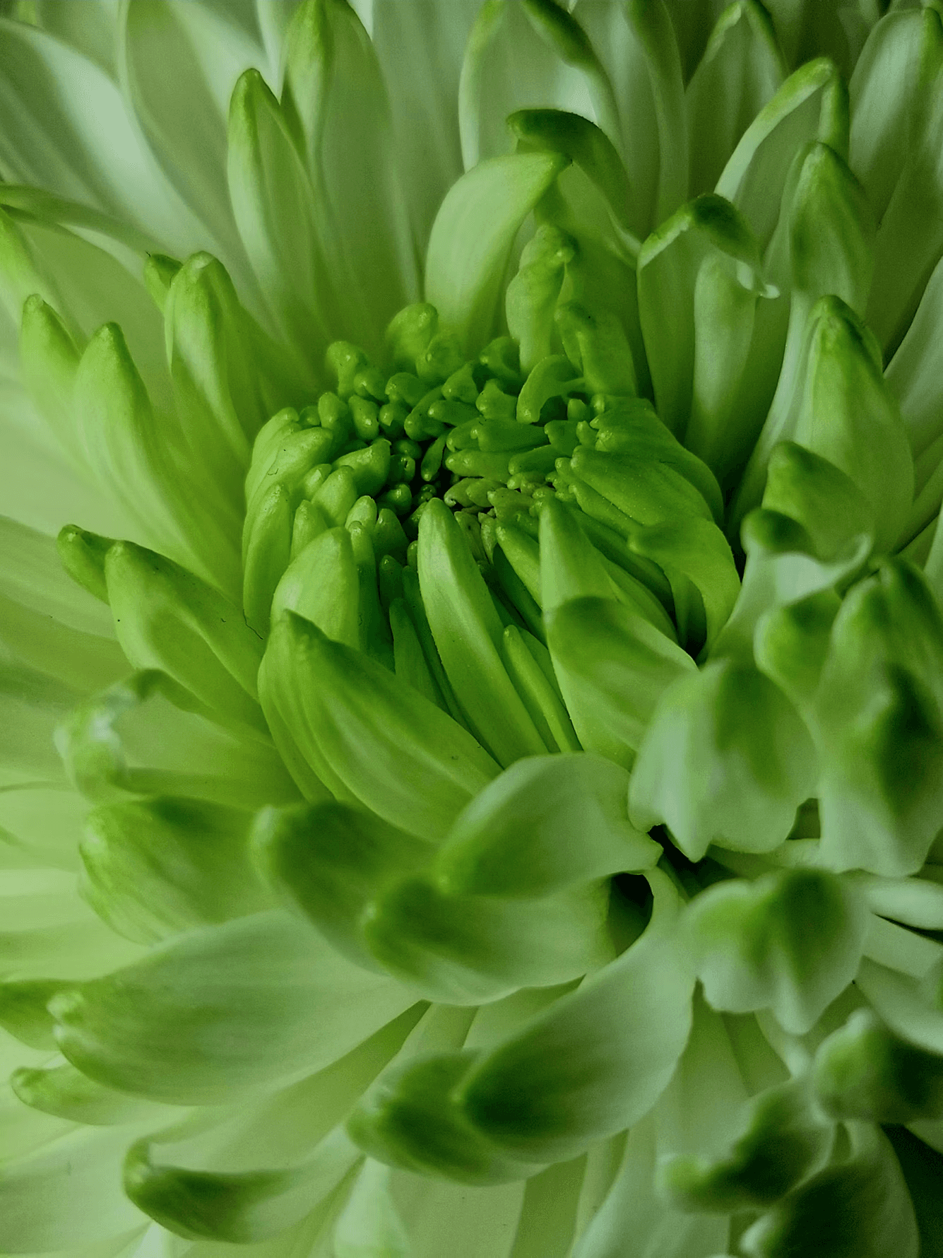 Close-up of a green flower with layered petals