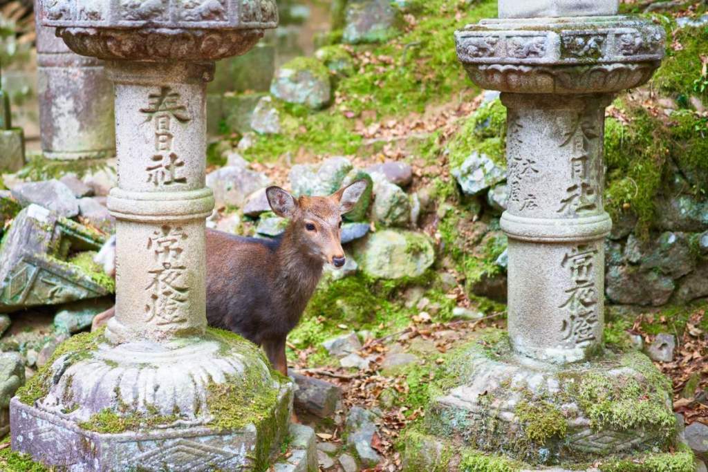 Small deer amongst ruins of a shrine in Nara, Japan