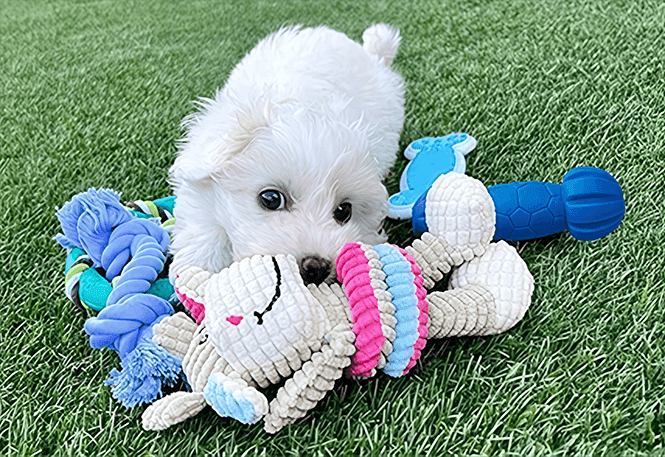 Pet Toys