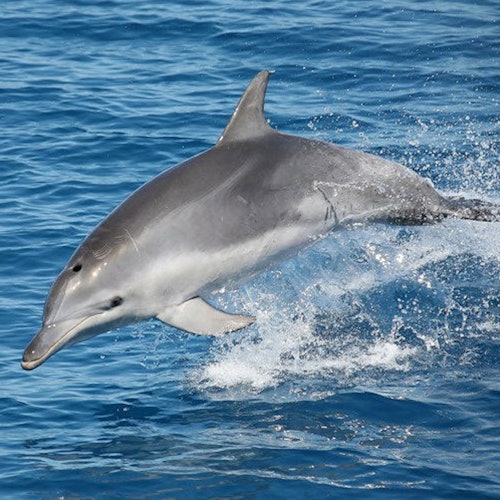 K'gari: Guided Boat Tour from Hervey Bay + Lunch tickets