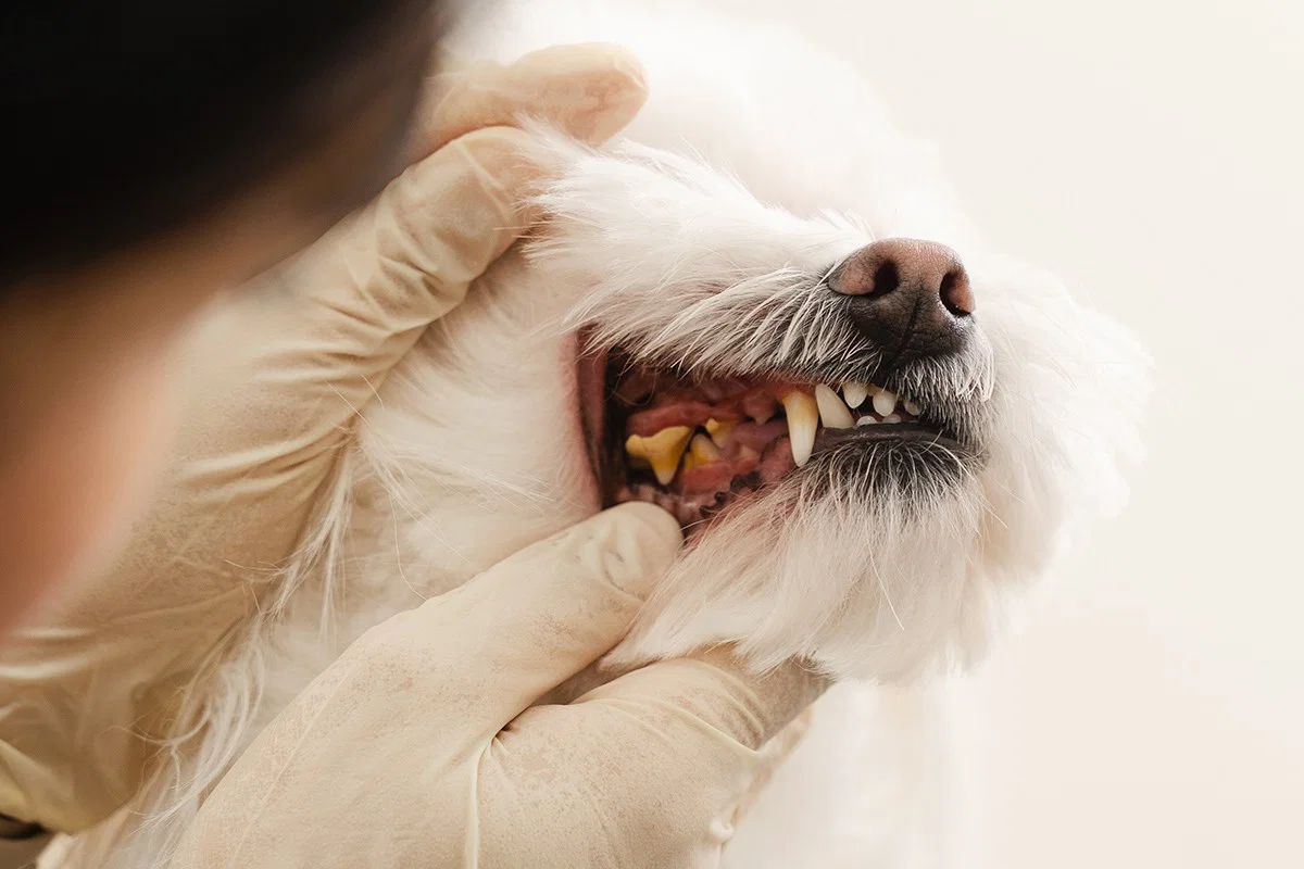 A veterinarian is holding a dog's face to check its gums and teeth.