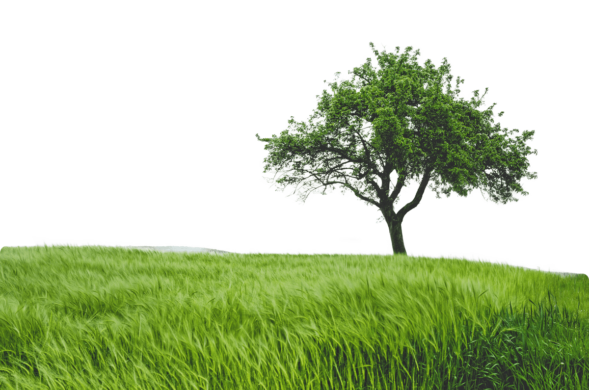 low angle photography of trees at daytime