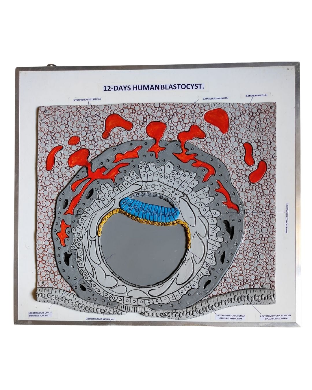 12-Days Human Blastocyst