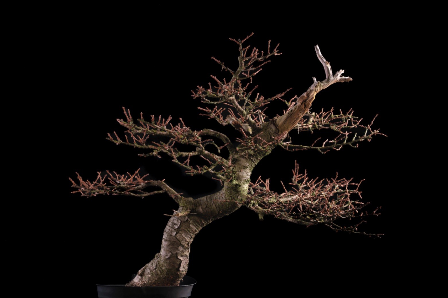 man die aan bonsai boom werkt