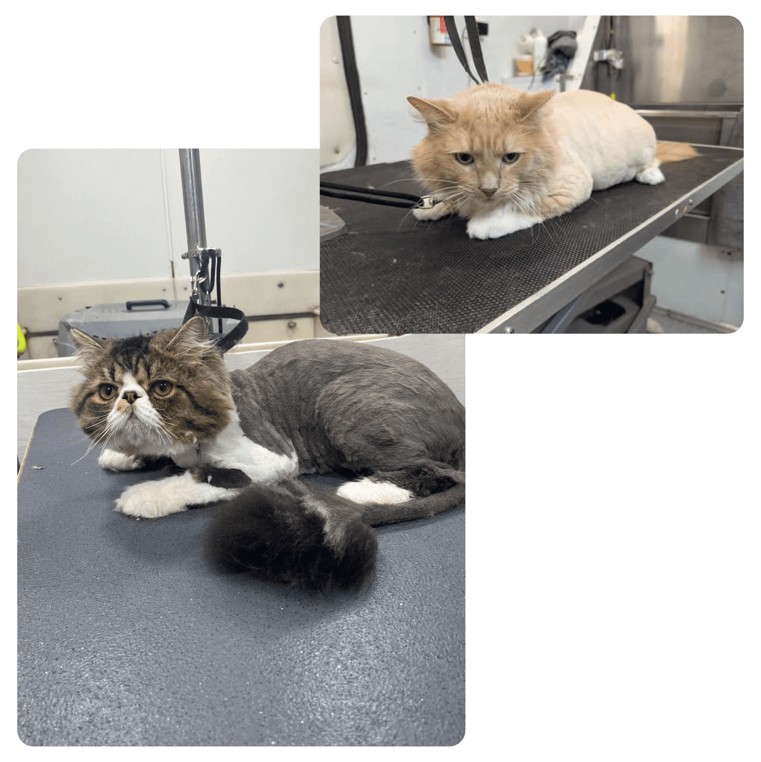 Wags To riches Cat Bath & haircut