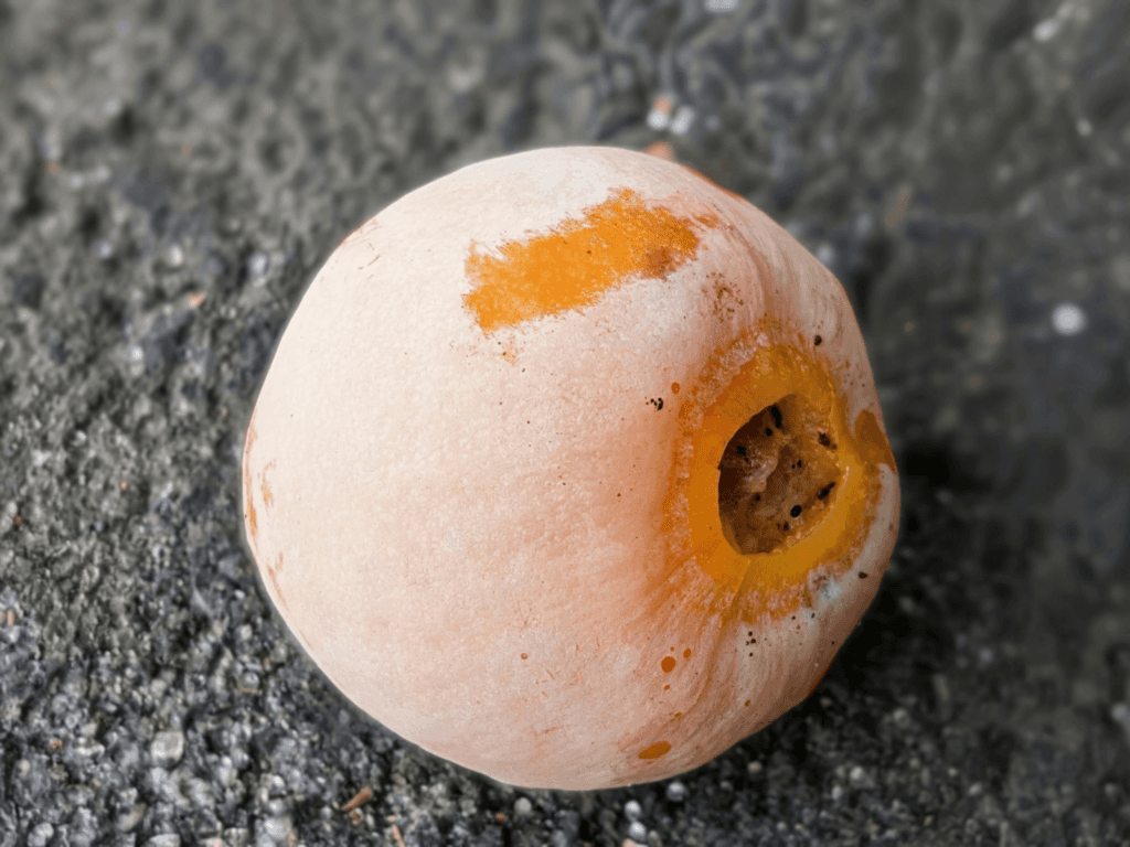 Group of students processing acorns together during a foraging class, representing shared learning and scholarship.