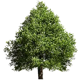 עץ גבוה ירוק עם עלים ירוקים