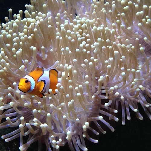 Isang klawnfis ang lumalangoy sa gitna ng mga galamay ng isang sea anemone.