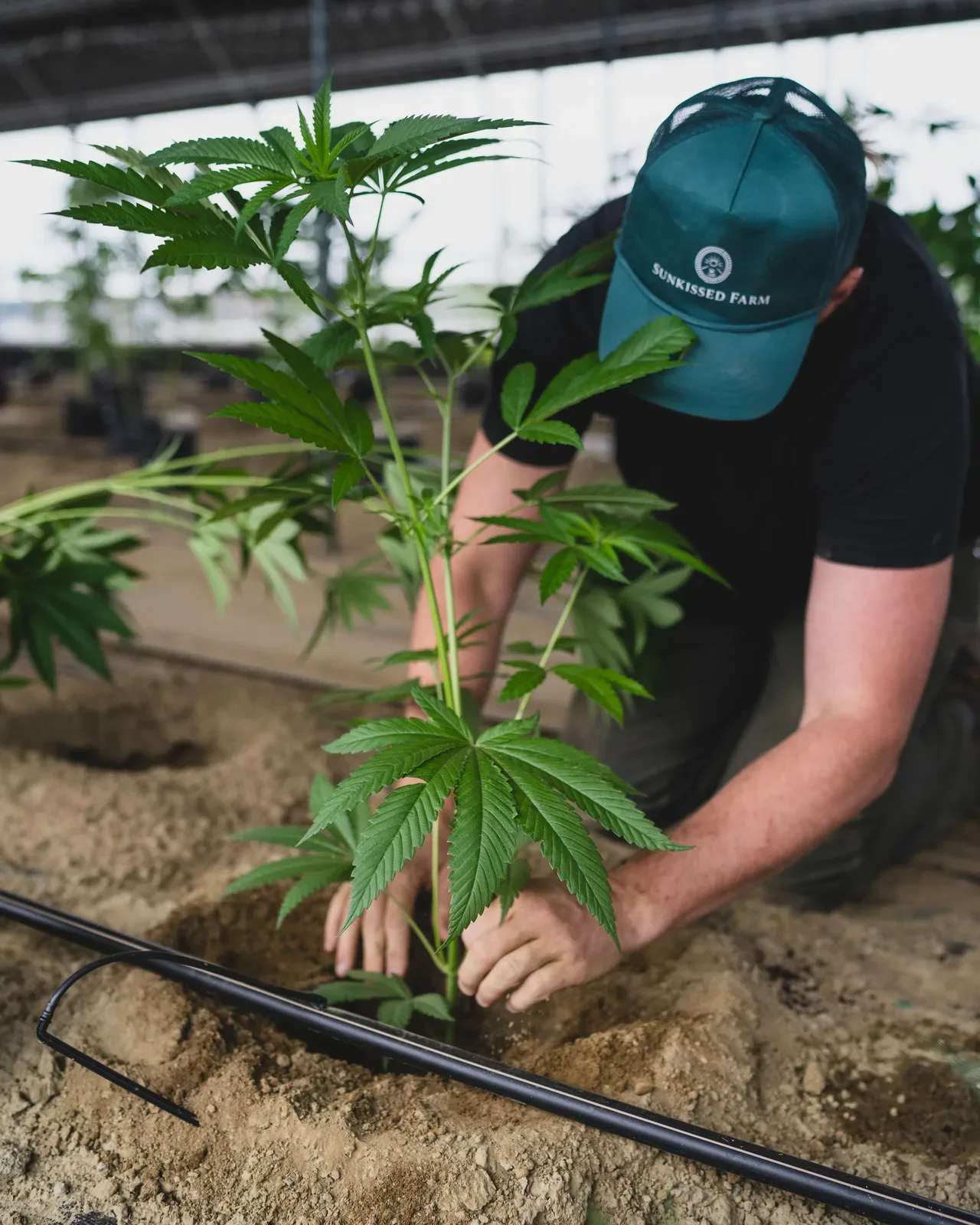 Head cultivator Brad Macrae planting cannabis in living soil at Sunkissed Farm in Windsor, Vermont