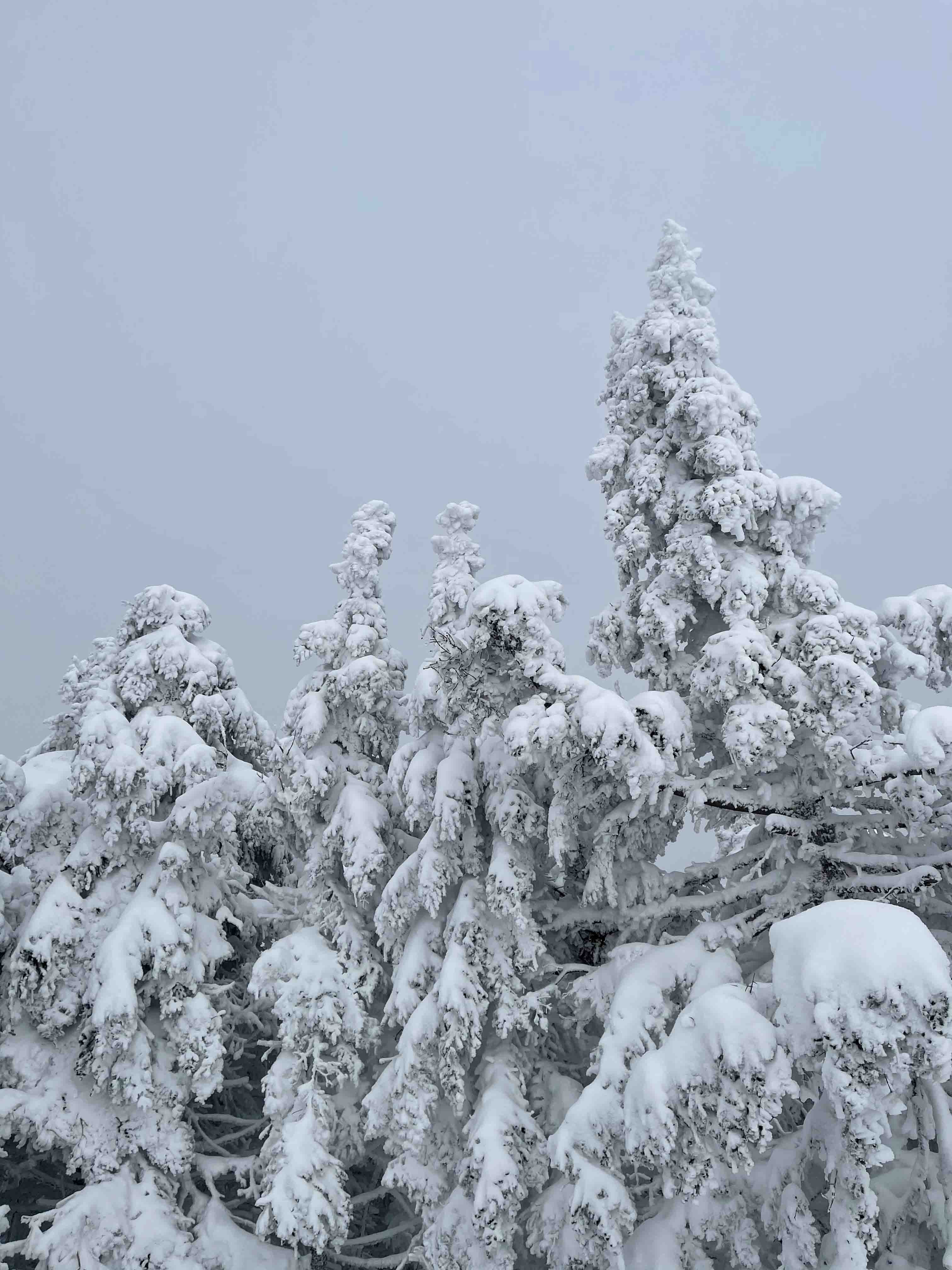 Looking up at a grand domed ceiling with columns