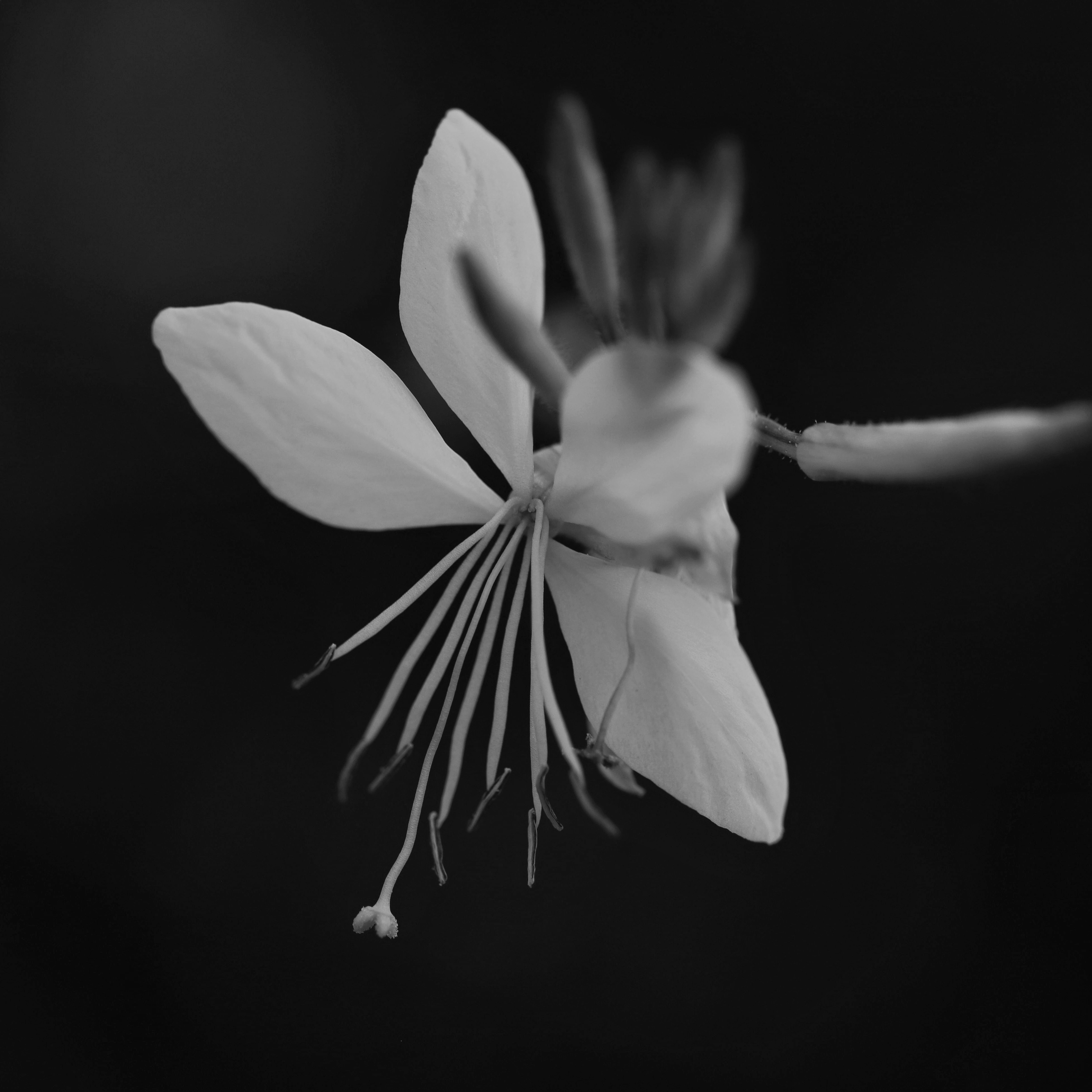 a black and white photo of a flower