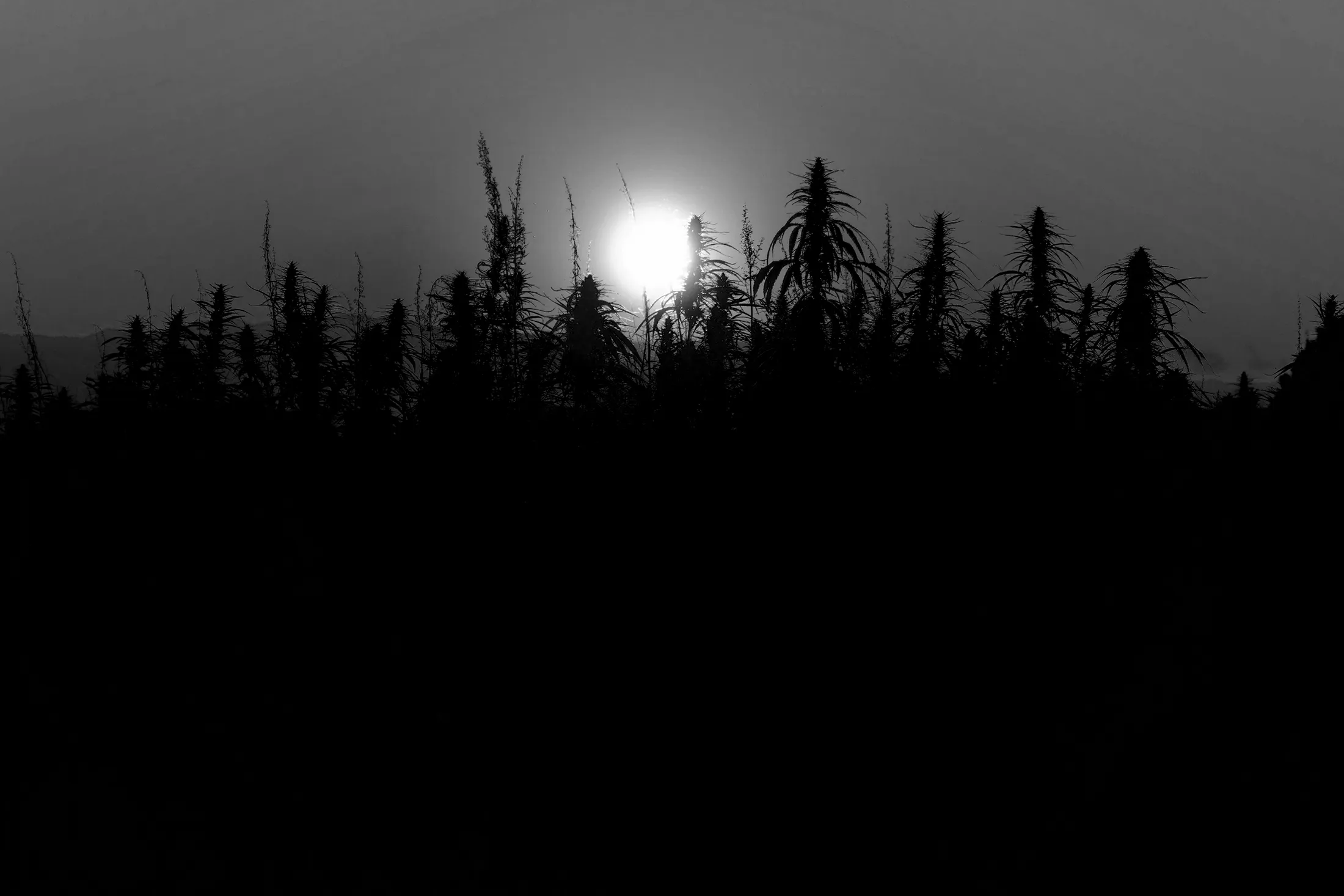 Black and white silhouette of cannabis outdoors