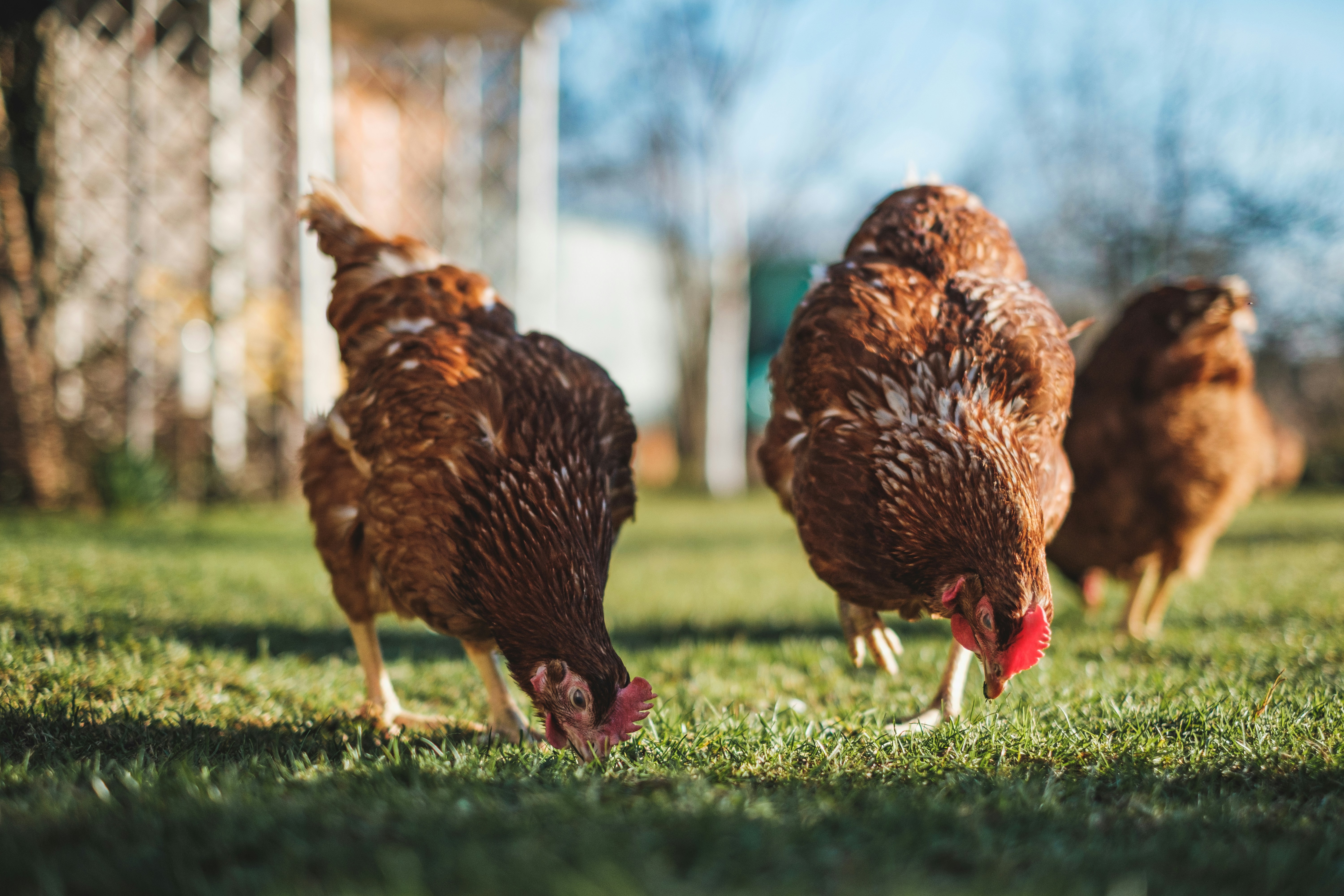a group of chickens walking across a lush green field