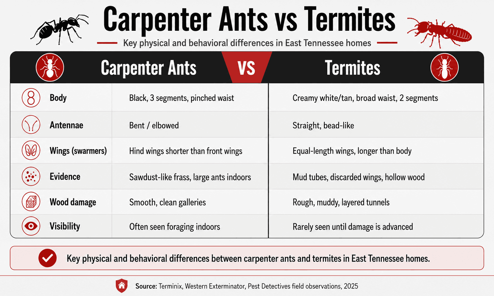 Carpanter-ant-vs-termites