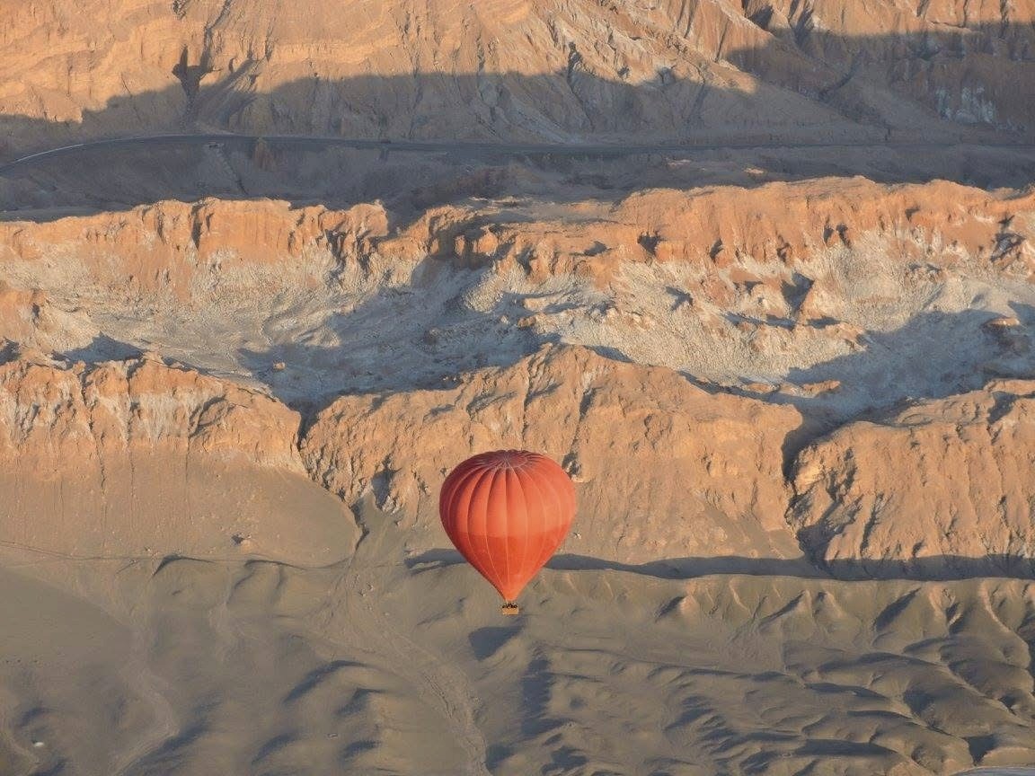 animal running on field