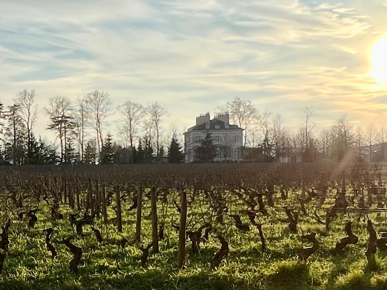 Vineyard near Pommard in Burgundy, France.