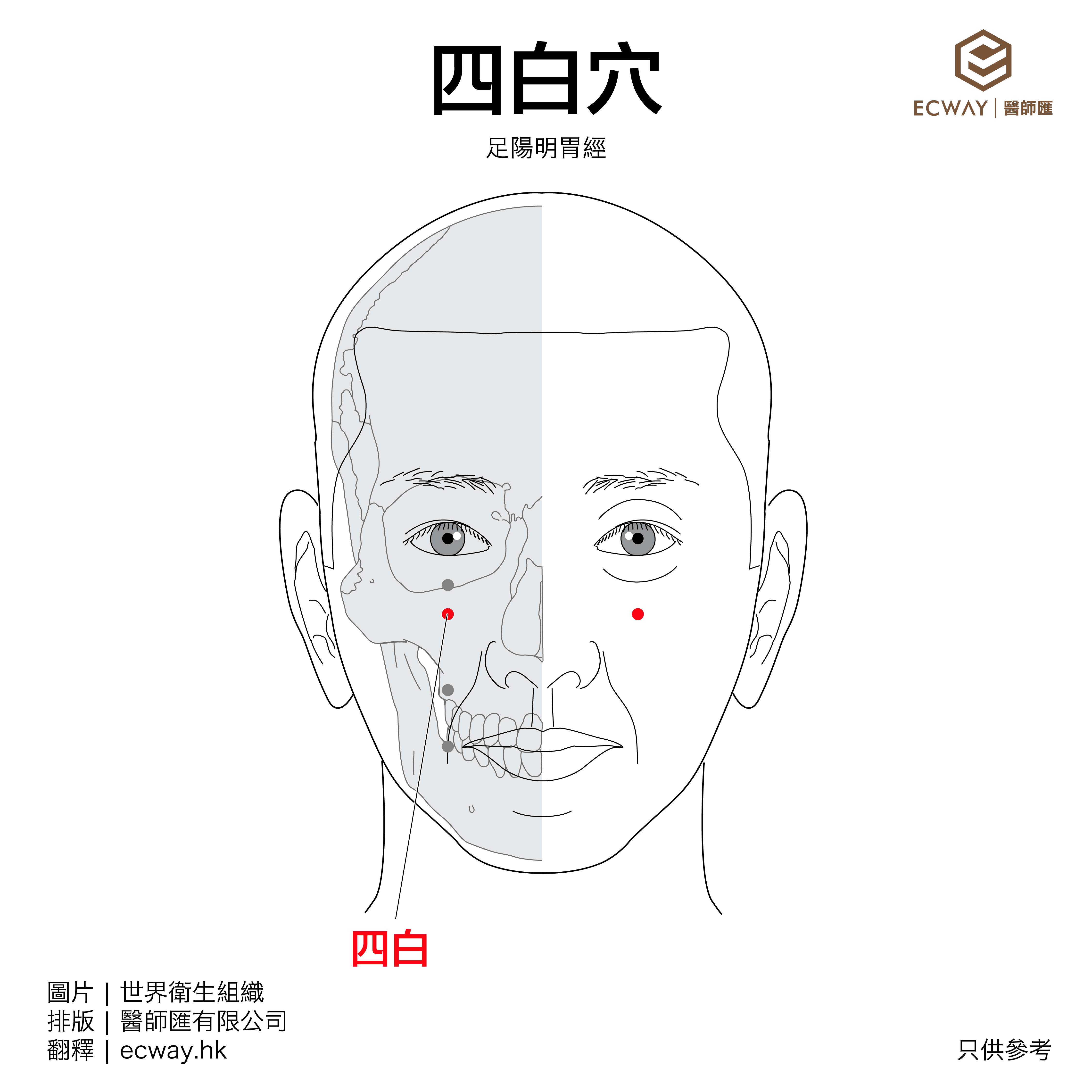 四白穴