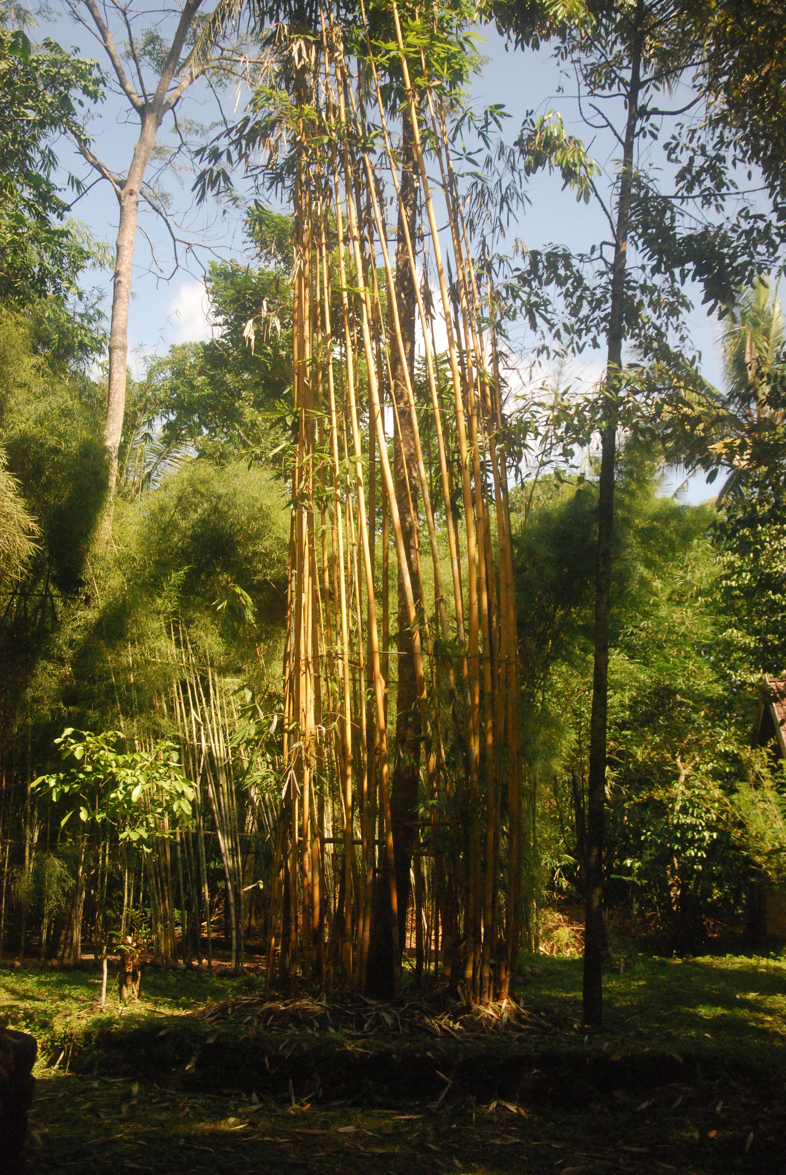 Sam Po - Ruas Bambu Nusa