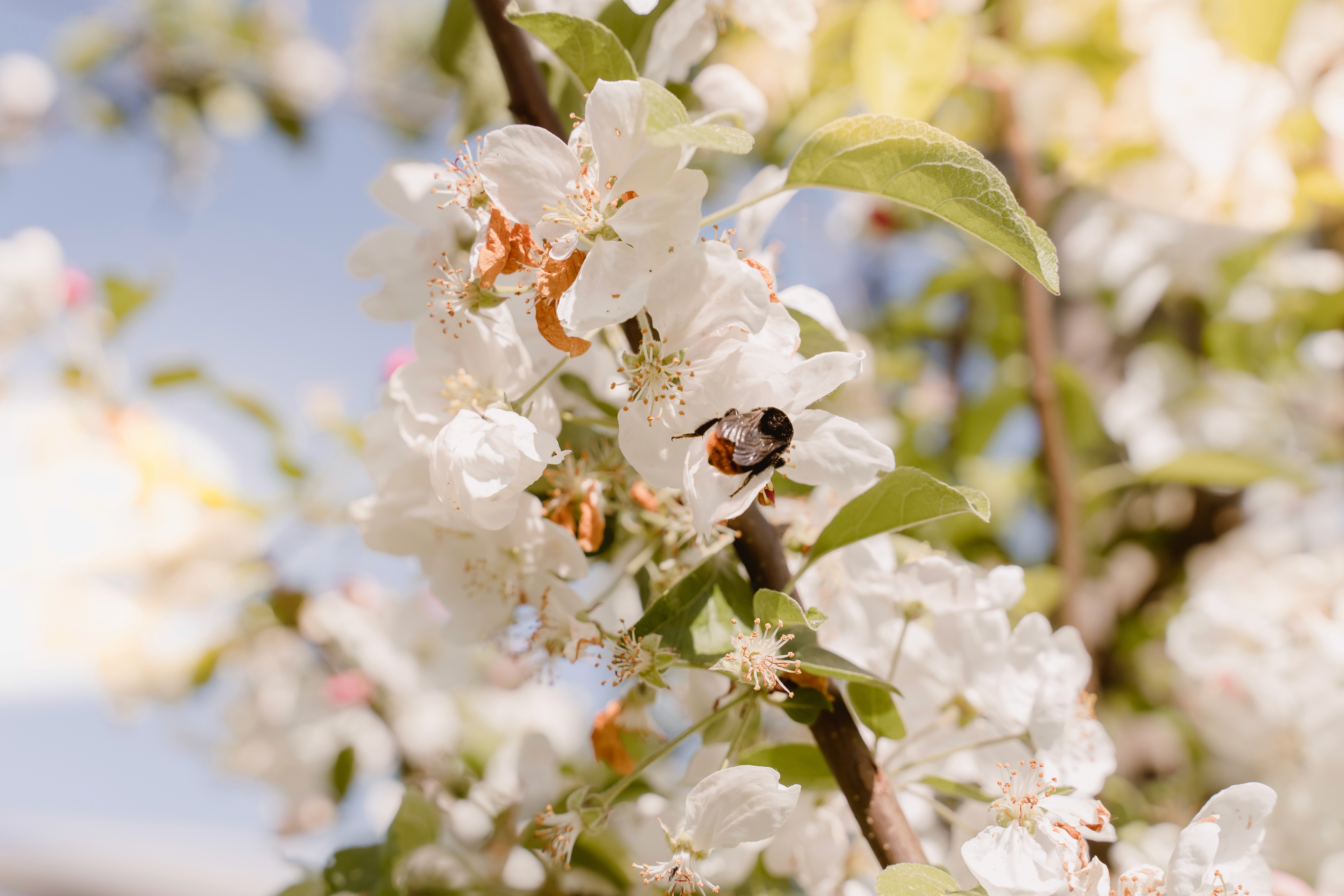 Hands kneading sourdough on a floured surface at Florent Garden’s wood-fired bakery
