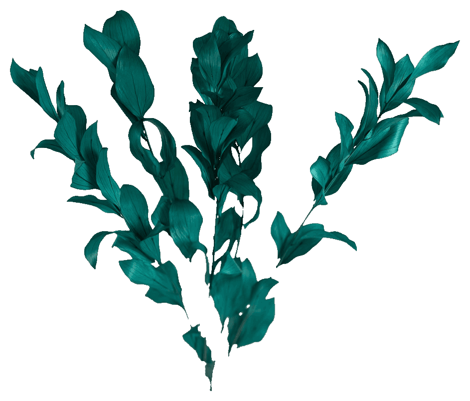 Light Blue preserved Ruscus foliage.
