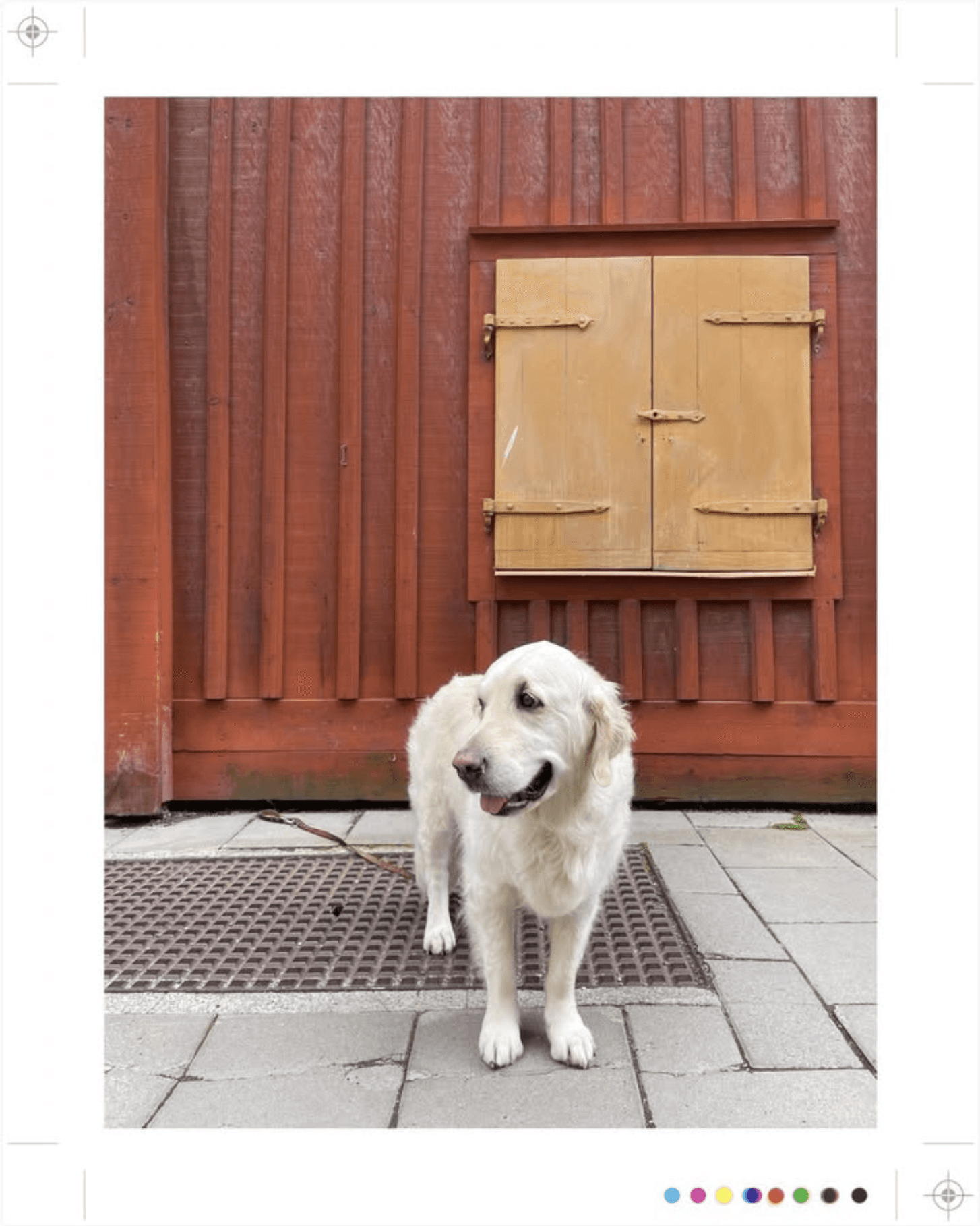 Een golden retriever staat voor een rood houten gebouw met gele luiken.