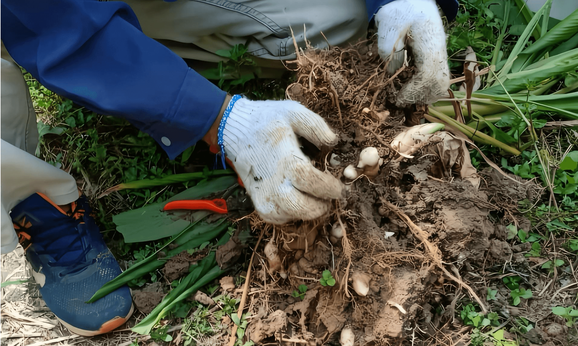 ladang kunyit hitam asli di johor