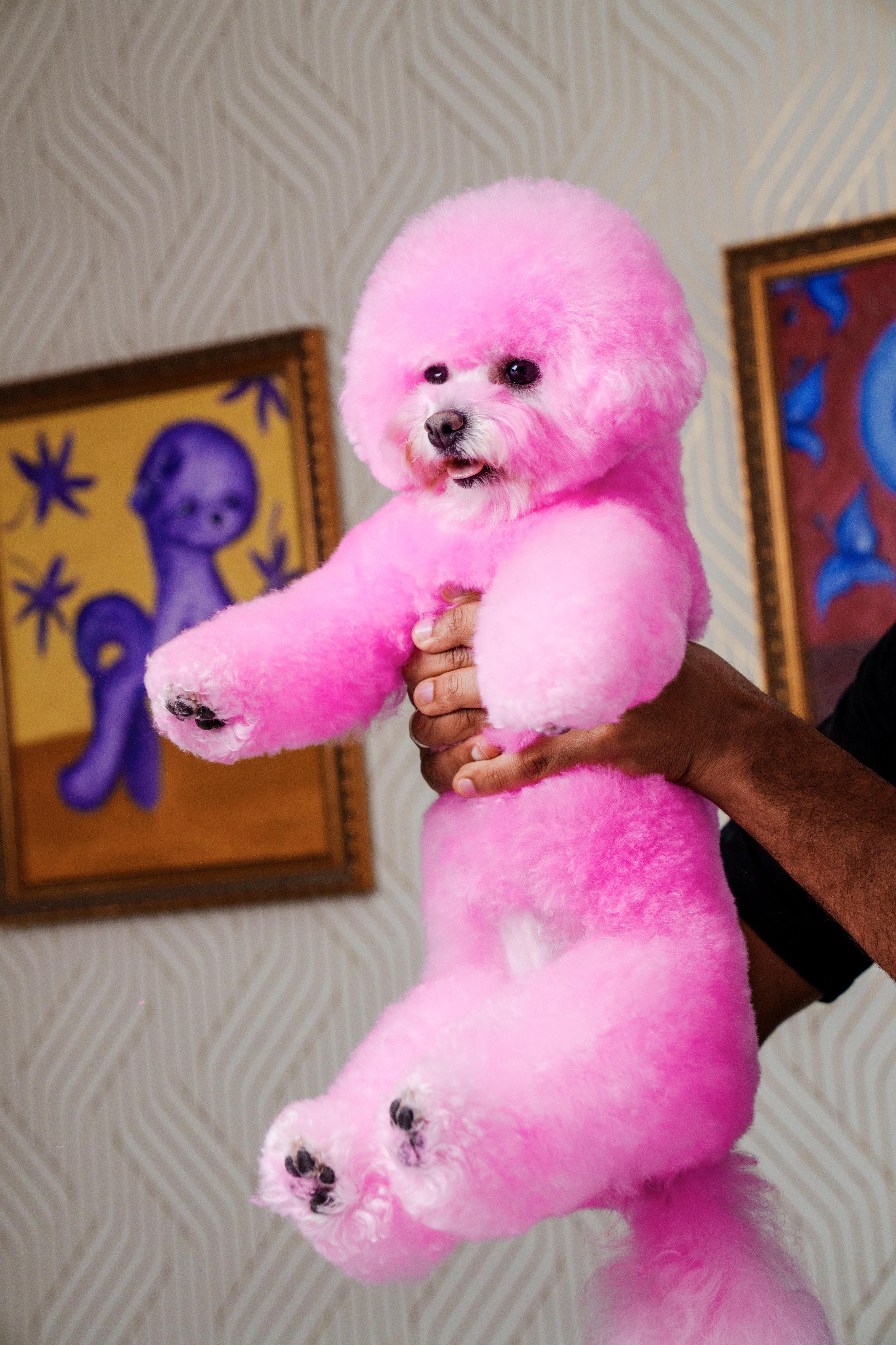 Gabriel Feitosa presenting a bichon styled with a vibrant fish-inspired design in front of an audience at a grooming competition.